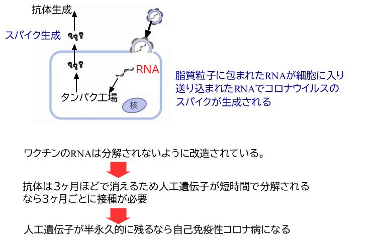 遺伝子ワクチンの働き